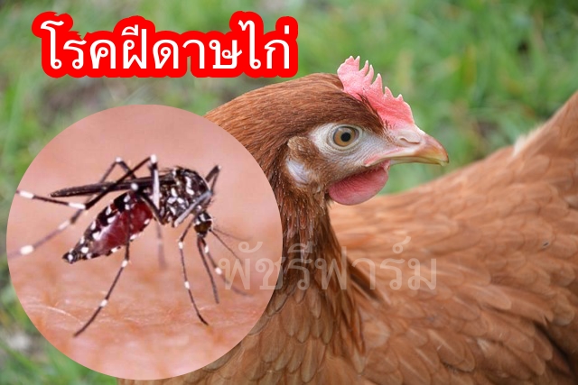 ยุงเยอะยุงกัดไก่ ระวัง!โรคฝีดาษไก่